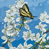 Tiger-Swallowtail-Butterfly-and-Blossoms_11x14_lo-res