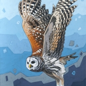 Barred Owl In Flight