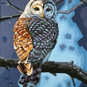 Barred Owl 