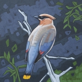 Bohemian Waxwing