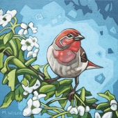 House Finch and Blossoms