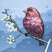 House Finch