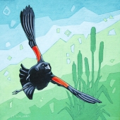 Red-winged Blackbird and Cattails