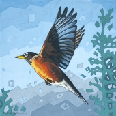 Robin in Flight