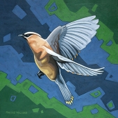 Waxwing in flight