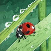 Ladybug