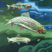 Rainbow Trout